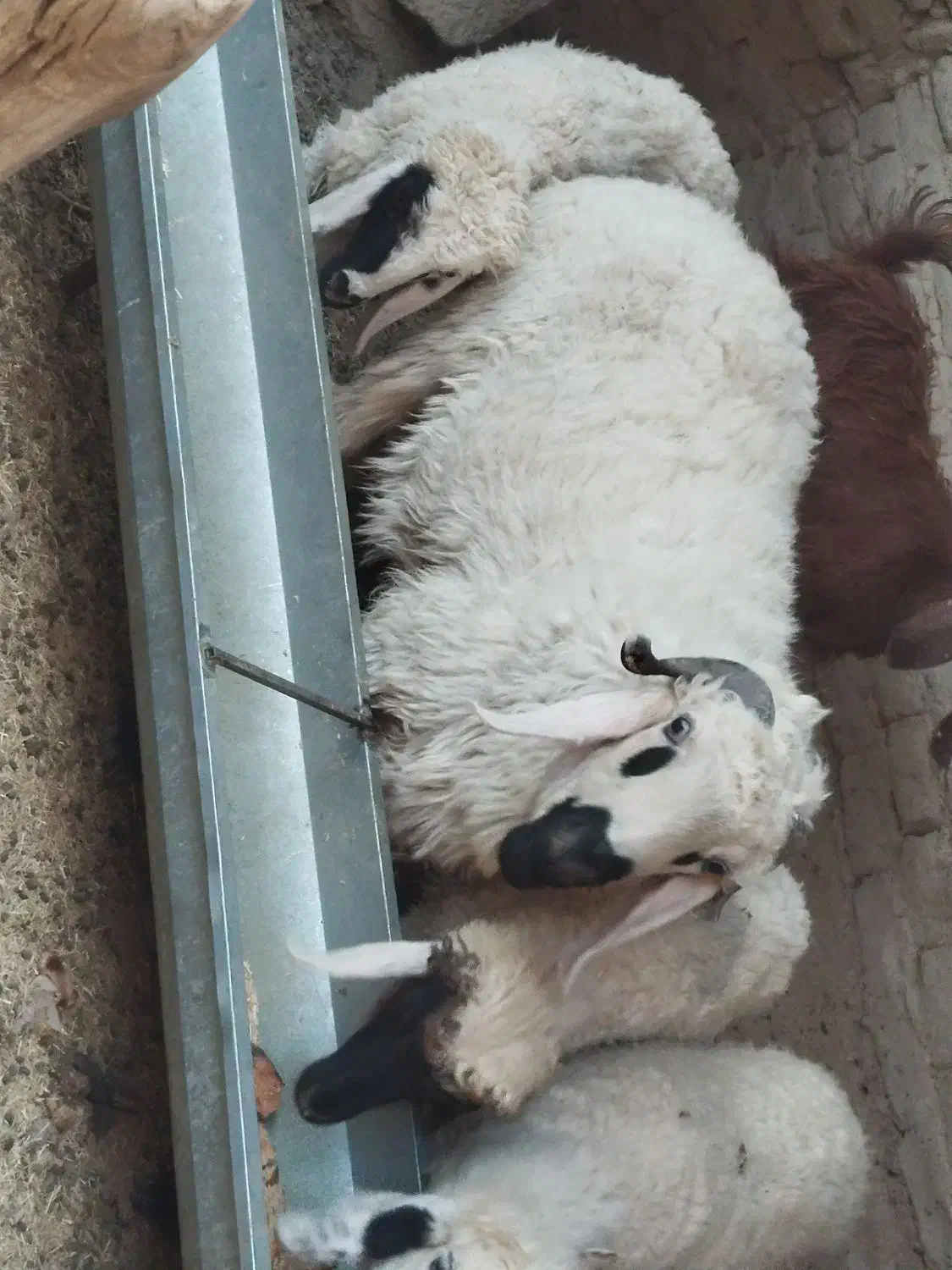 قوچ نر بزرگ|حیوانات مزرعه|هامون, |دیوار