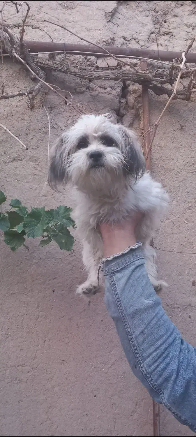 سگ پاکوتا|سگ|آذرشهر, |دیوار