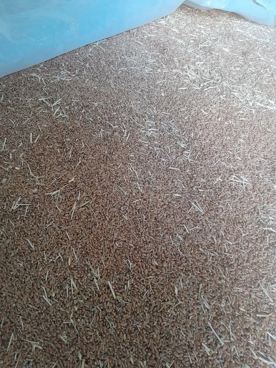 گندم  بذر   ۲۶۰۰۰|خدمات باغبانی و درختکاری|آبپخش, |دیوار