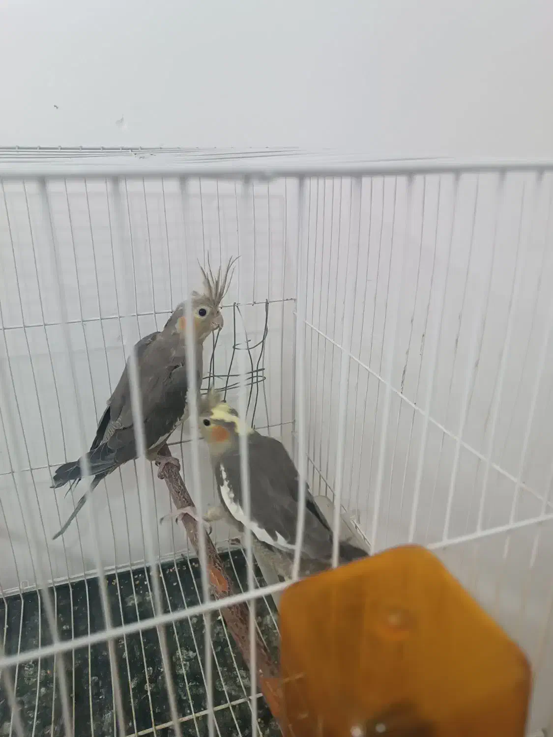 عروس هلندی|پرنده|چناران, |دیوار