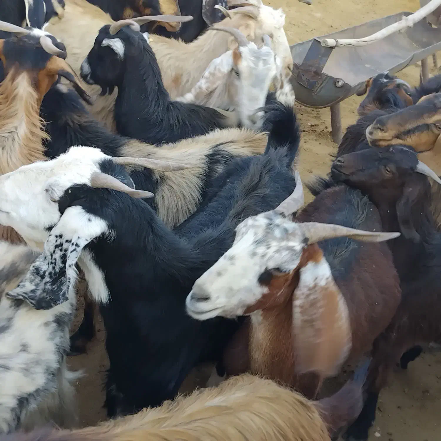 قیمت جفتی 17|حیوانات مزرعه|جنت, |دیوار