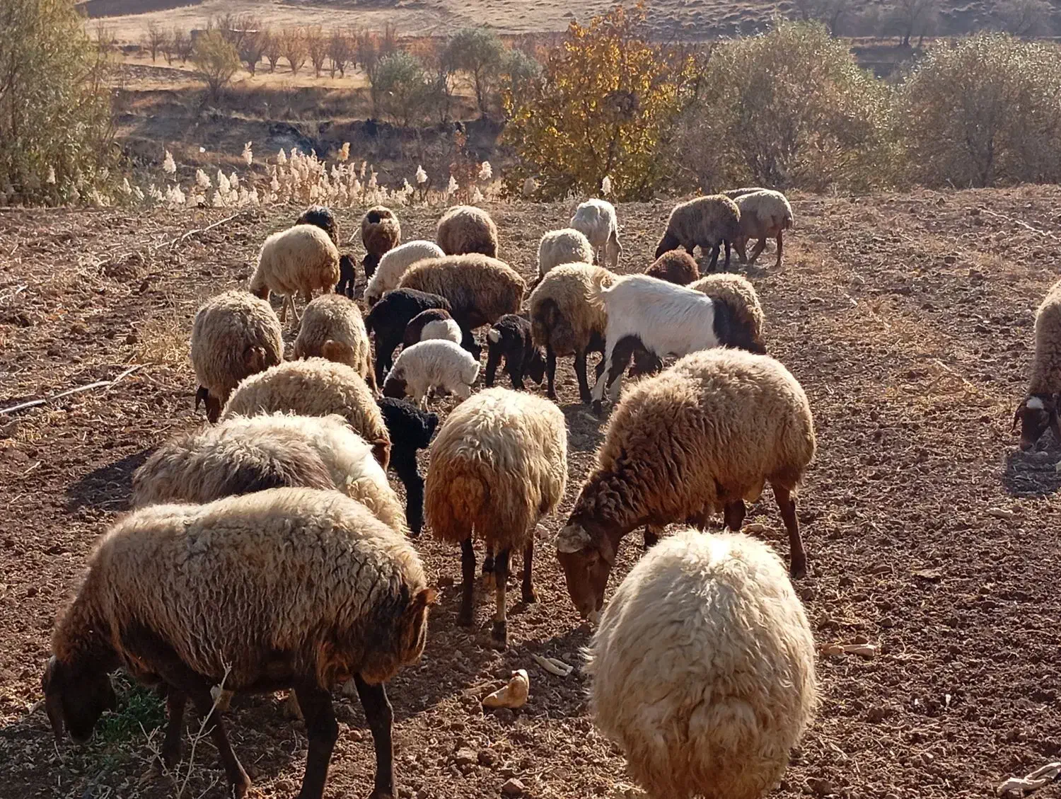 گوسفند میش و بره|حیوانات مزرعه|موچش, |دیوار