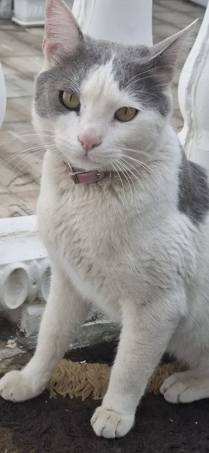 واگذاری|گربه|مهاباد (آذربایجان غربی), |دیوار