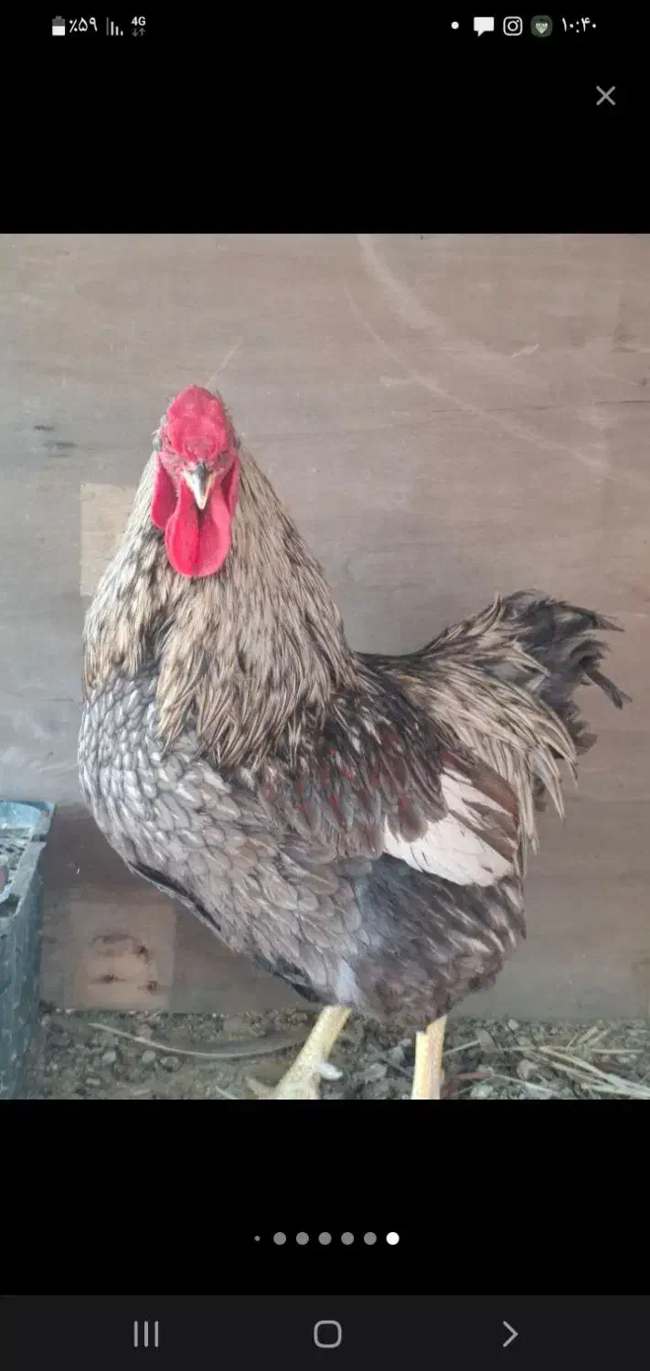 مرغو خروس دزدیده شده|حیوانات|گرگان, |دیوار