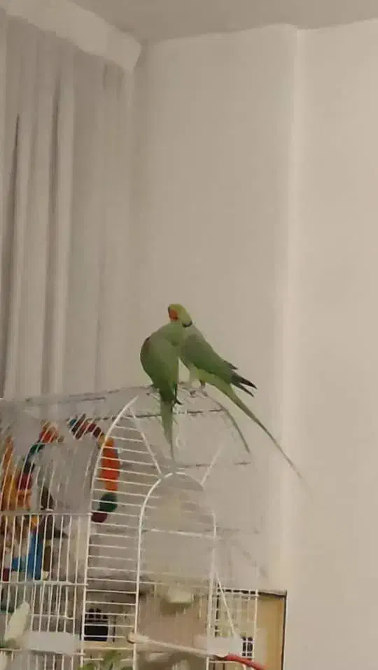 یک جفت شاه‌طوطی بالغ با قفس و لانه آماده جفت‌گیری|پرنده|کرج, شهرک فرهنگیان|دیوار