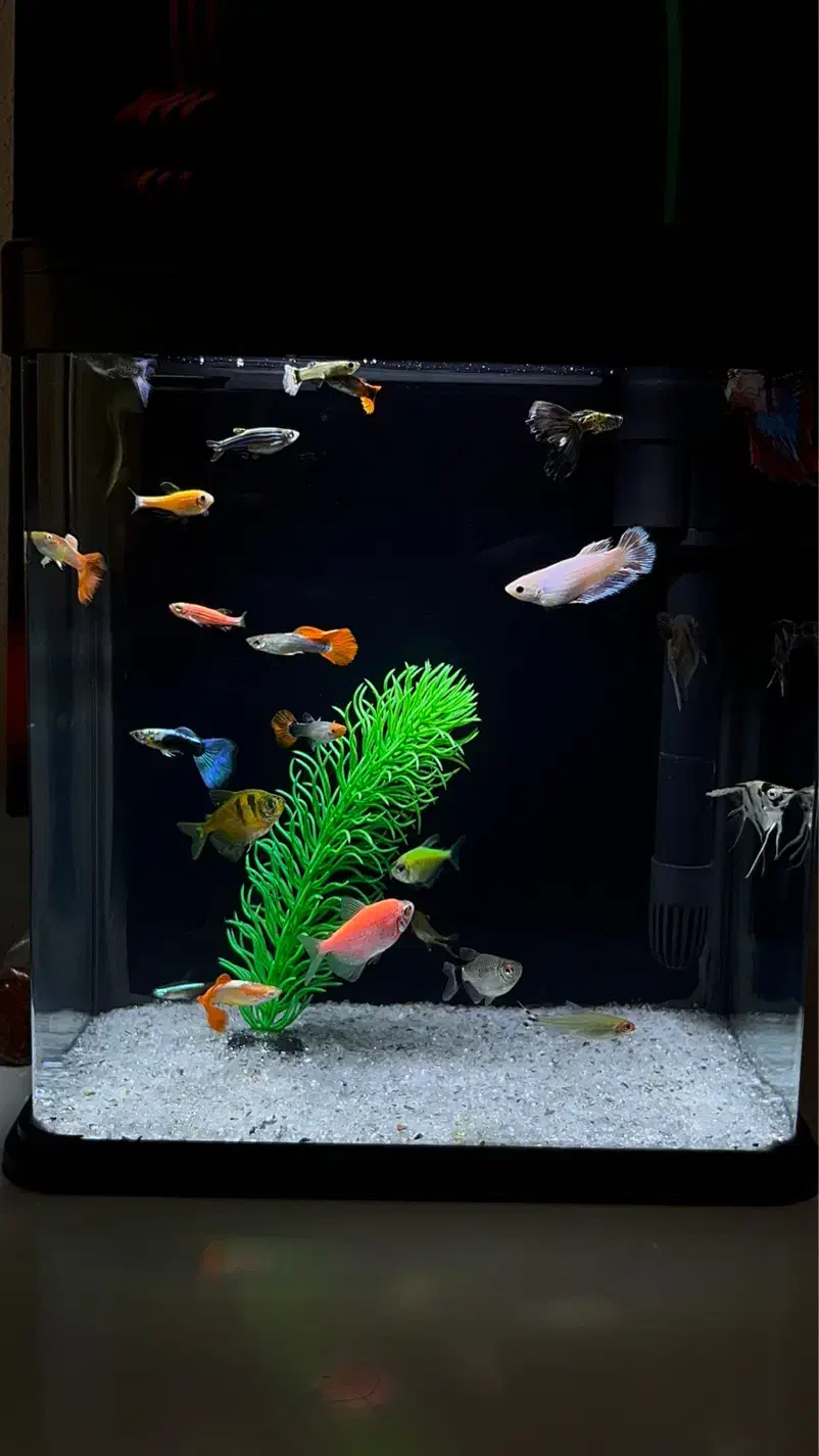 آکواریوم شرکتی به همراه ماهی|ماهی|فریدونکنار, |دیوار