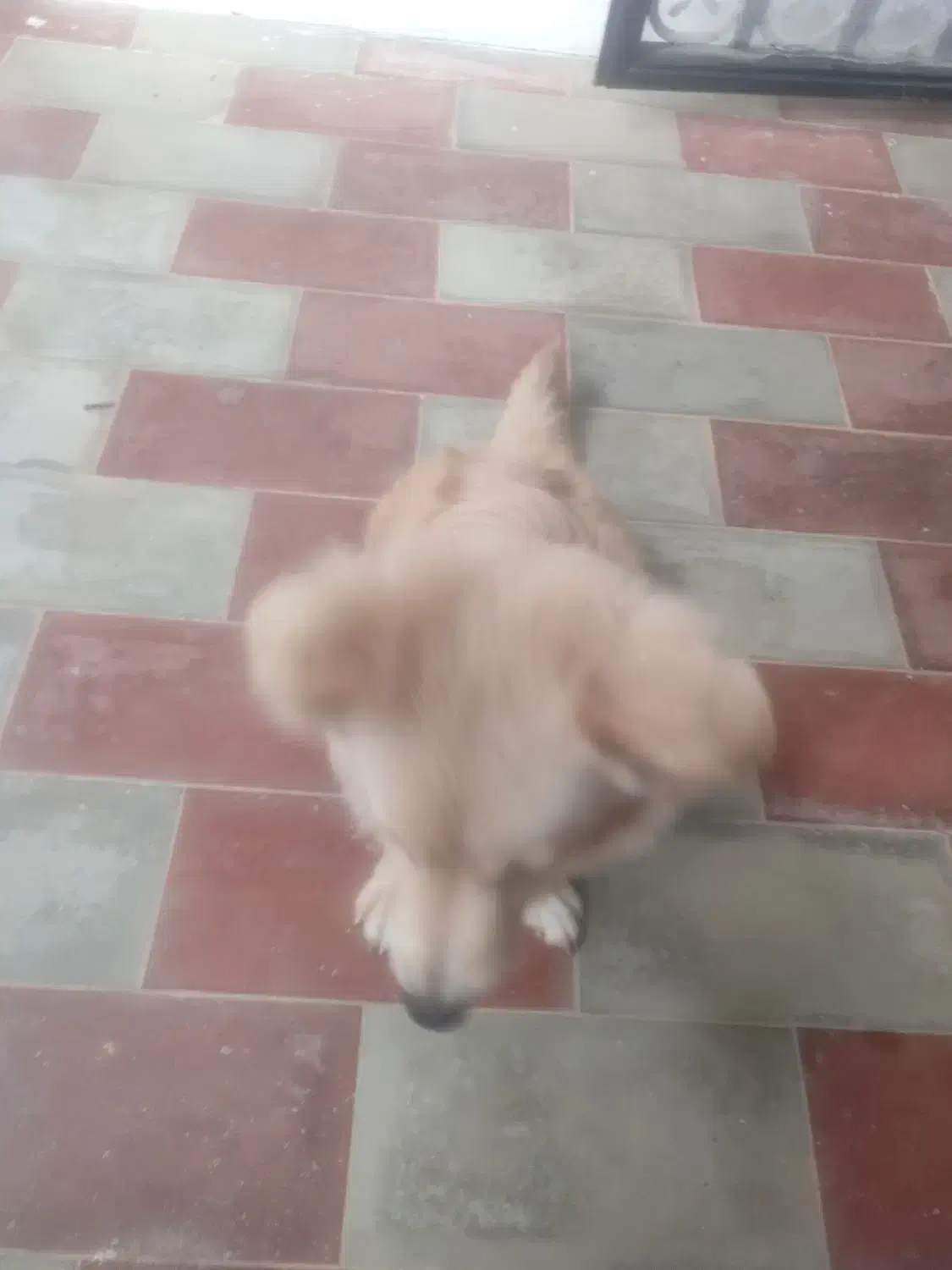 سگ اشپیتز تریر ۶ماهه|سگ|چابکسر, |دیوار