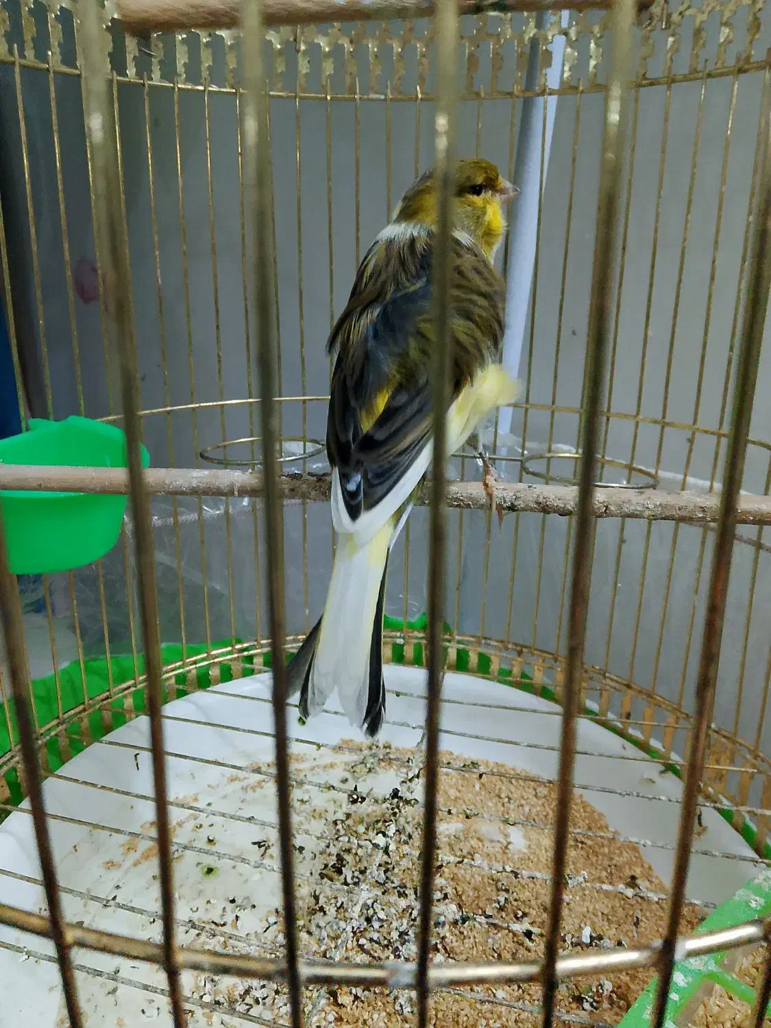 قناری ماده ابلغ پرتغالی فر معاوضه بانر مست خوان|پرنده|چناران, |دیوار