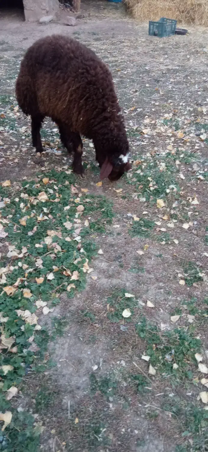 قوچ و توغلی|حیوانات مزرعه|سرعین, |دیوار