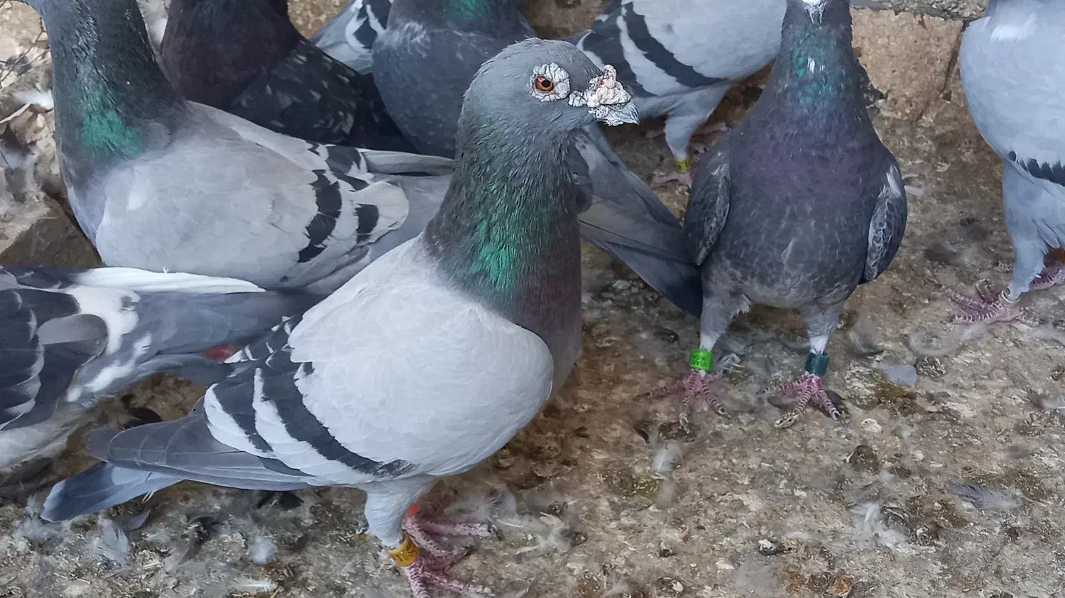 کبوتر عراق|پرنده|اهواز, نیوساید|دیوار