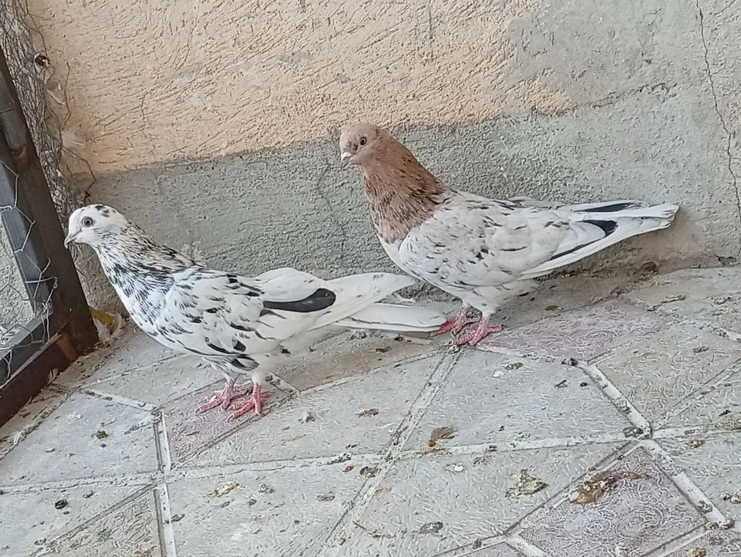 کبوتر|پرنده|شاهین دژ, |دیوار