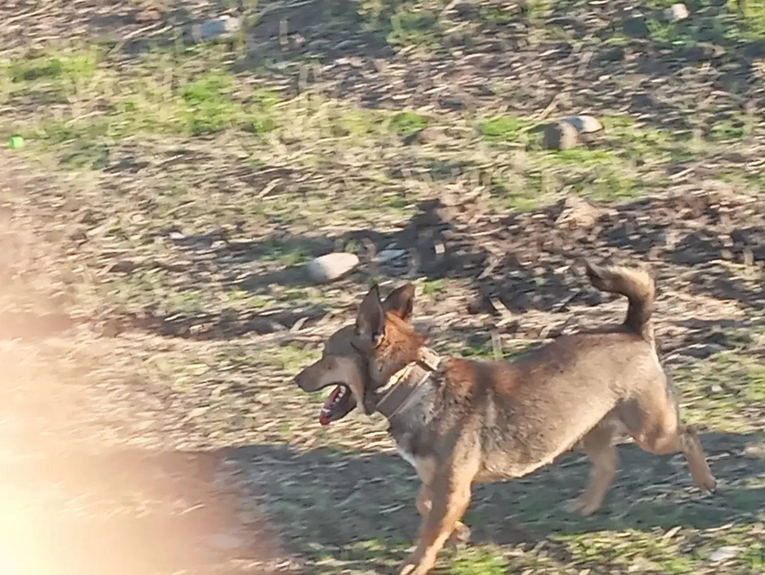 چهارتا سگ پاکوتا میزان|سگ|رامیان, |دیوار