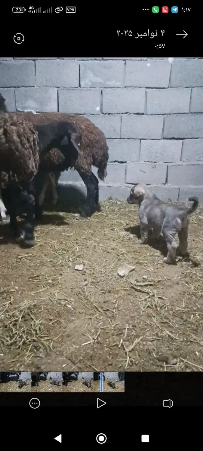 واگذاری توله سگ ماده اصیل|سگ|مهربان, |دیوار