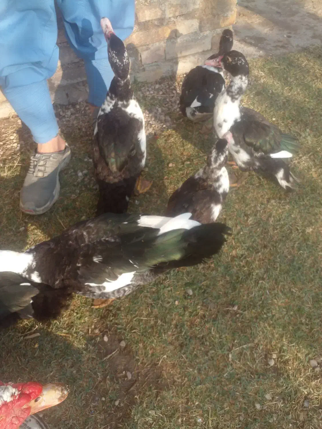 اردک اسراییلی|حیوانات مزرعه|گنبد کاووس, |دیوار