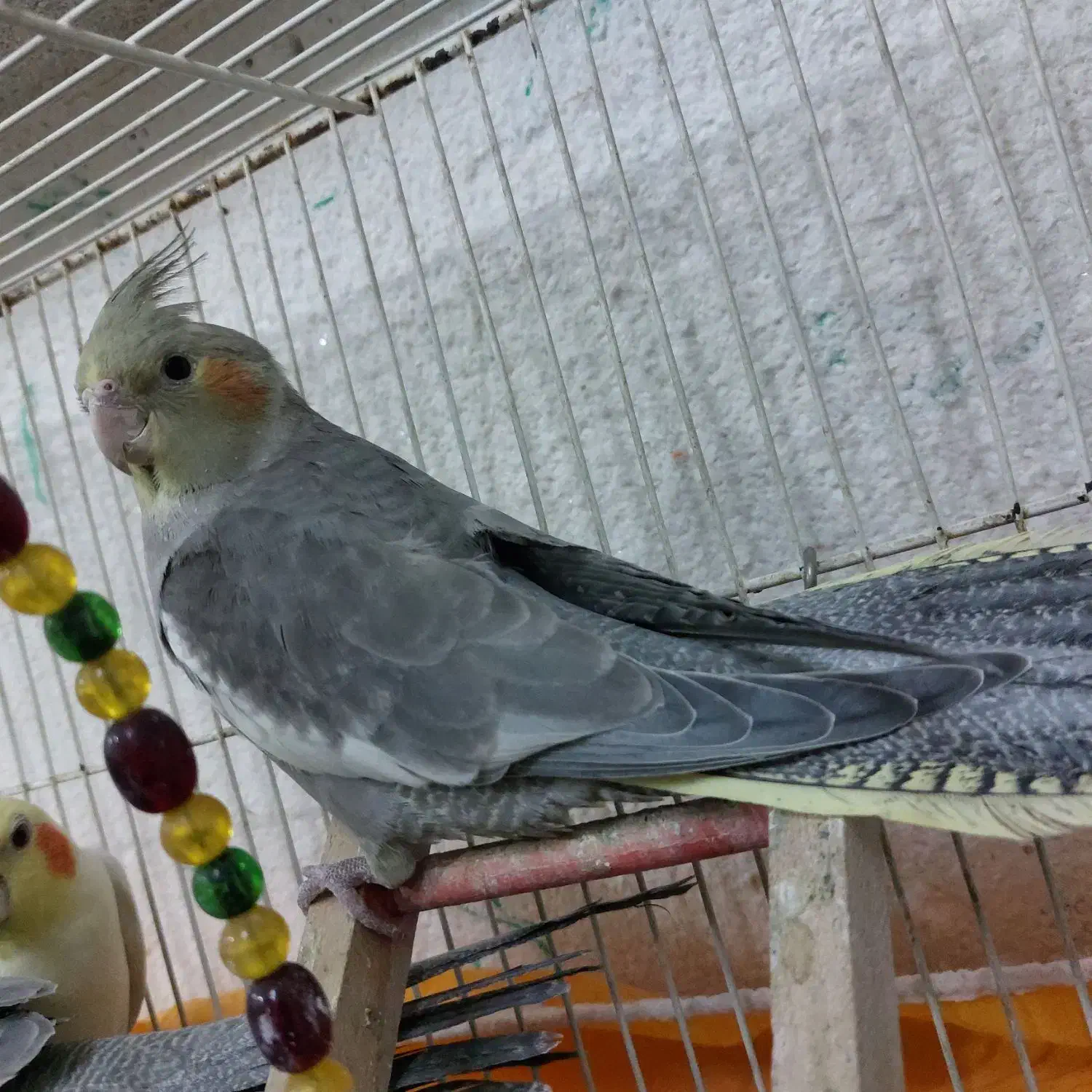 عروس هلندی نر|پرنده|مشهد, قائم|دیوار