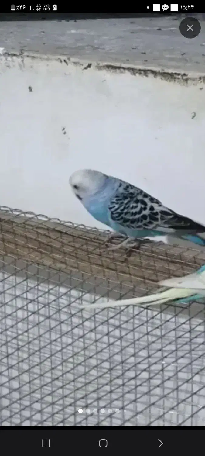 مرغ عشق|پرنده|میرجاوه, |دیوار