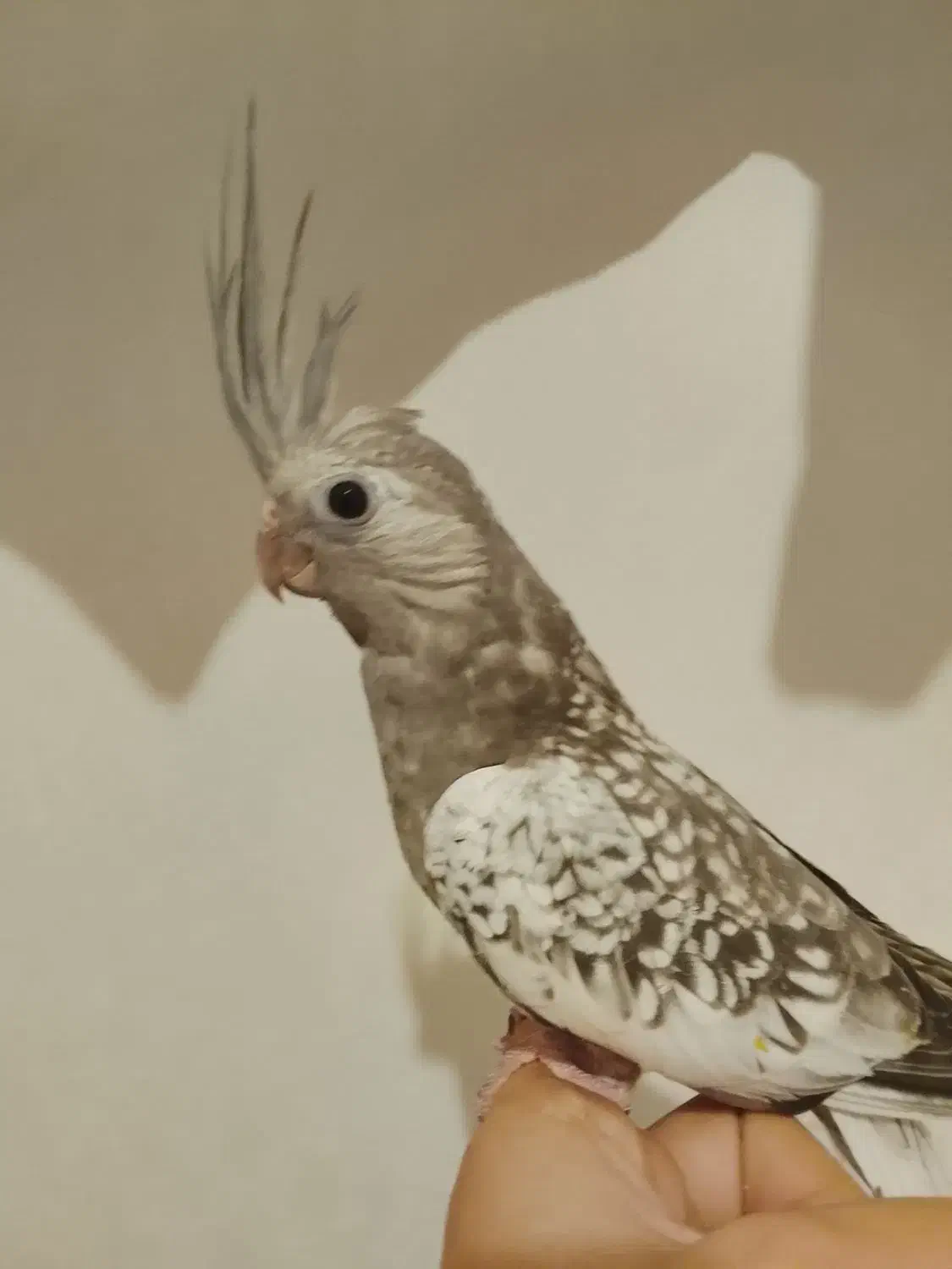 عروس هلندی مرواریدی|پرنده|تهران, امین حضور|دیوار