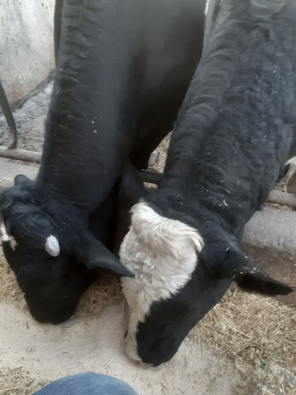 گوساله|حیوانات مزرعه|وحیدیه, |دیوار