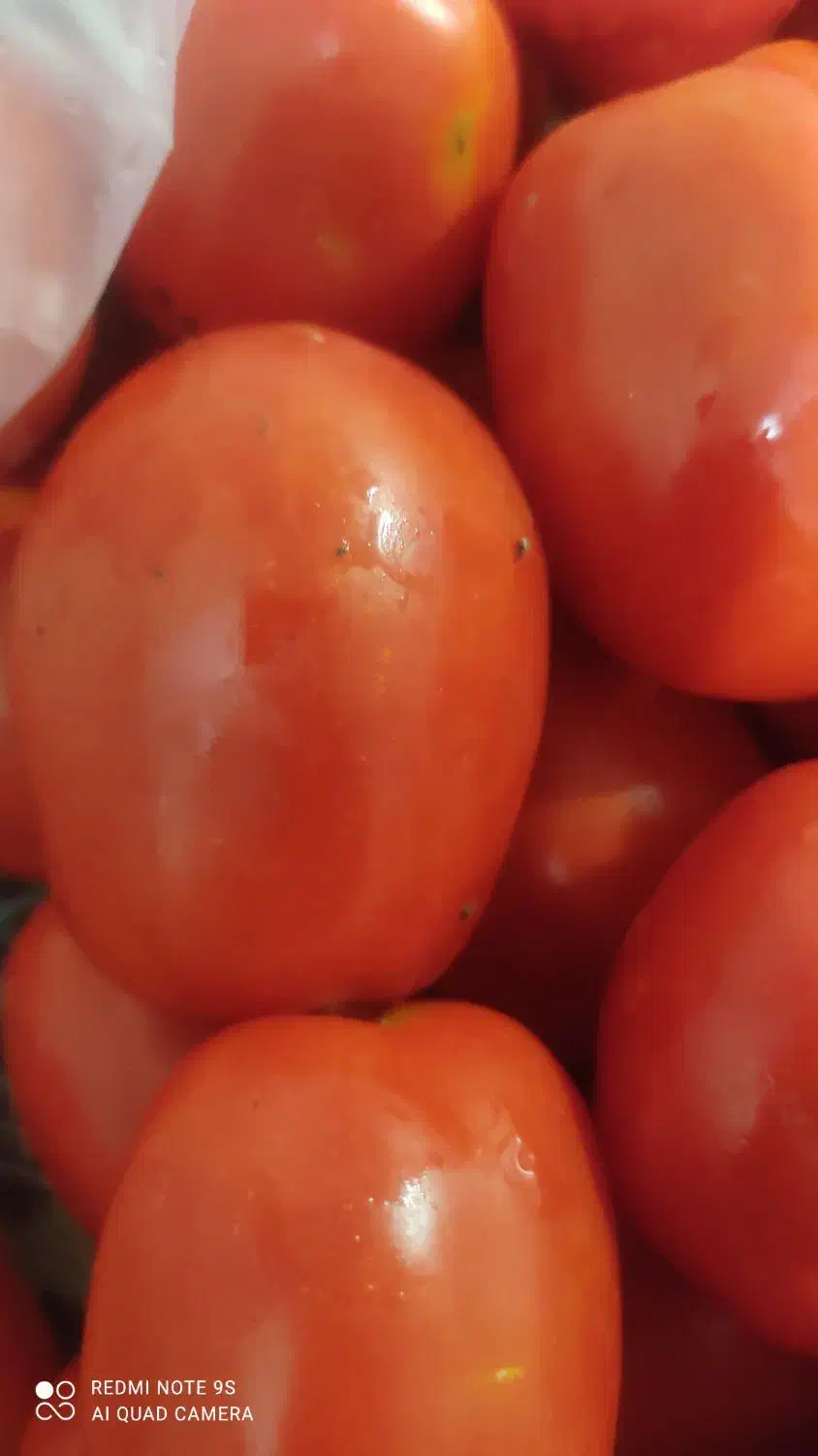 گوجه فرنگی|خوردنی و آشامیدنی|موچش, |دیوار