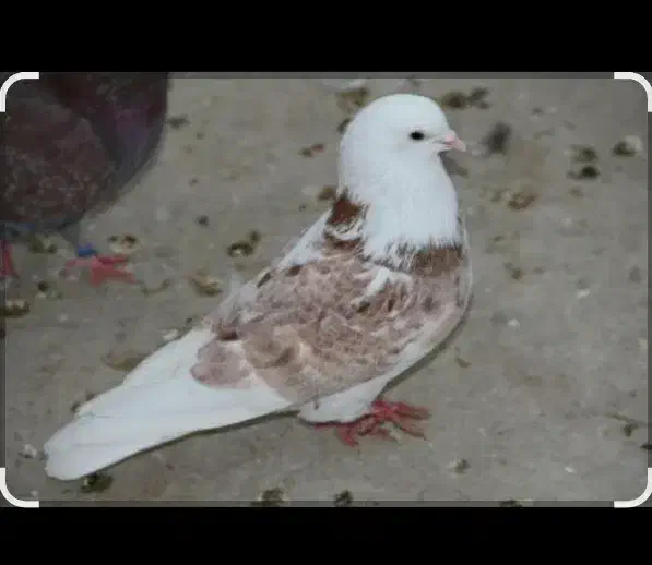 غریب|حیوانات|بومهن, |دیوار