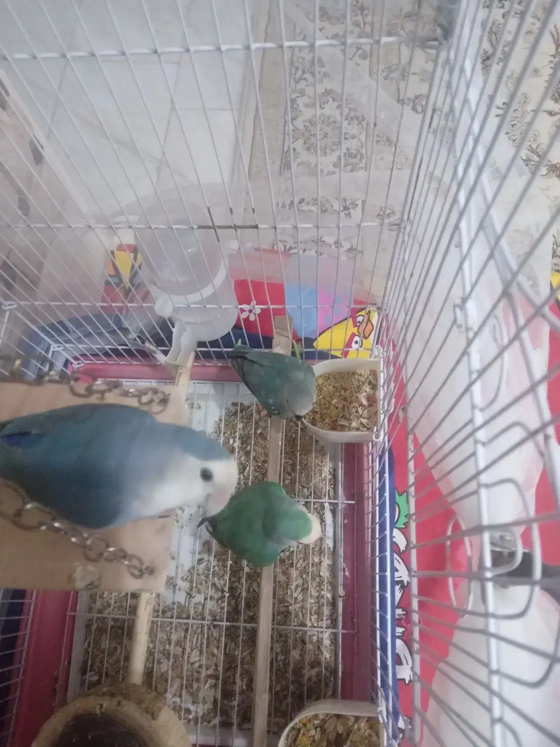 طوطی برزیلی|پرنده|دماوند, گیلاوند|دیوار