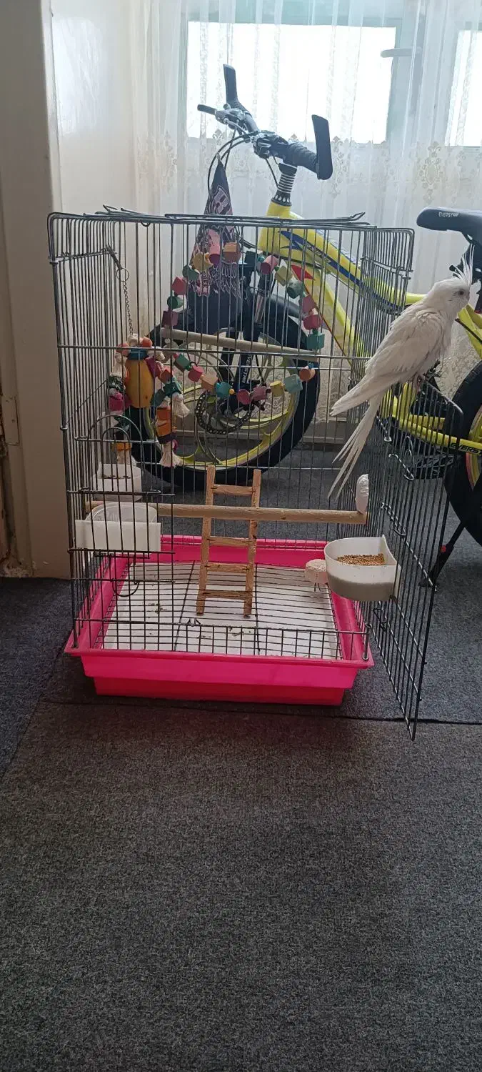 عروس هلندی آلبینو (کنارک)|پرنده|کنارک, |دیوار