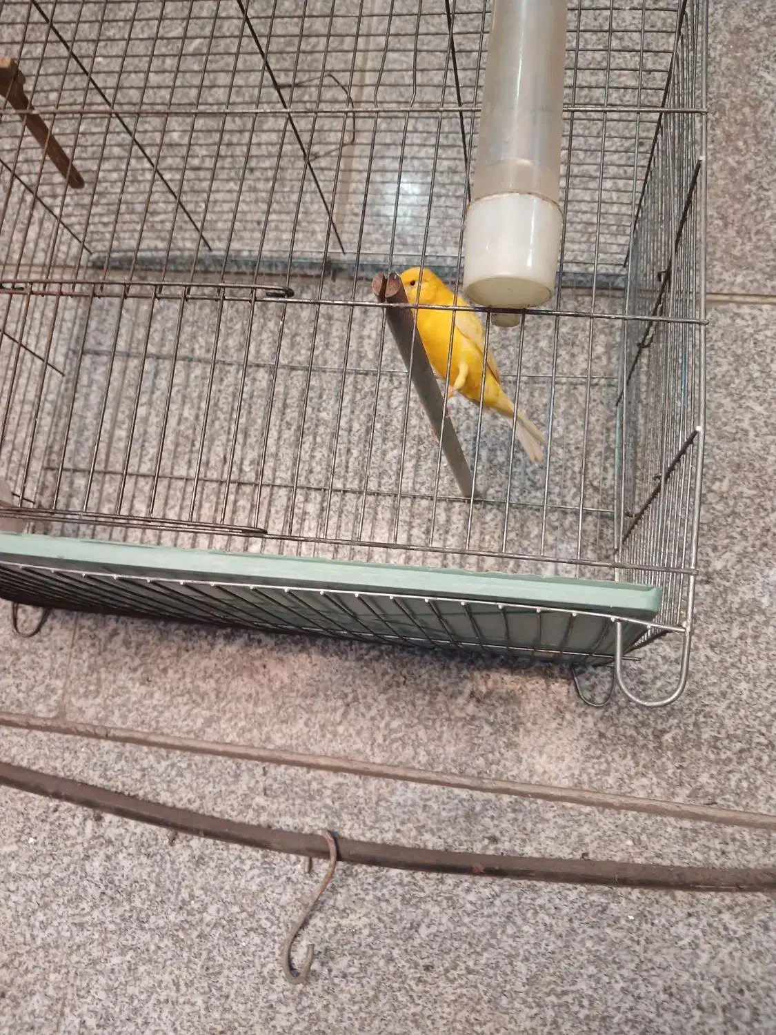 قناری نر سهره|پرنده|پاکدشت, خاتون آباد|دیوار