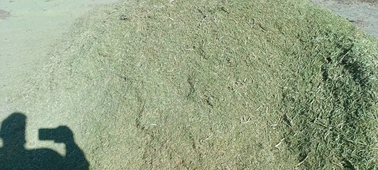 خارکوبیده|گل و گیاه طبیعی|خوشاب, |دیوار