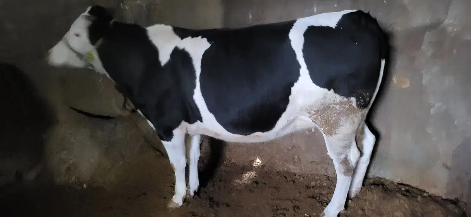 گاو یا گوساله|حیوانات مزرعه|دینور, |دیوار