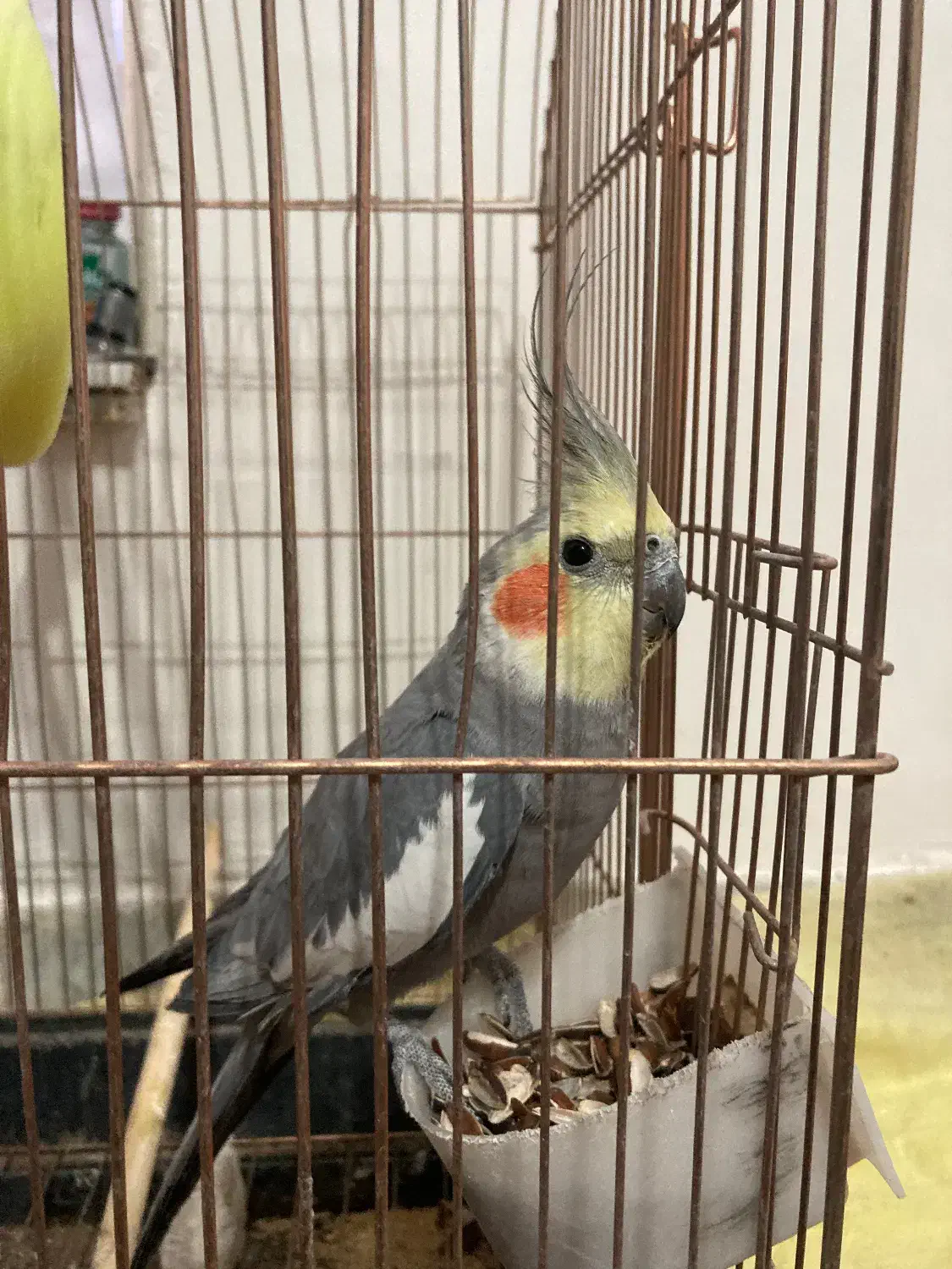 عروس هلندی نر|پرنده|قائن, |دیوار