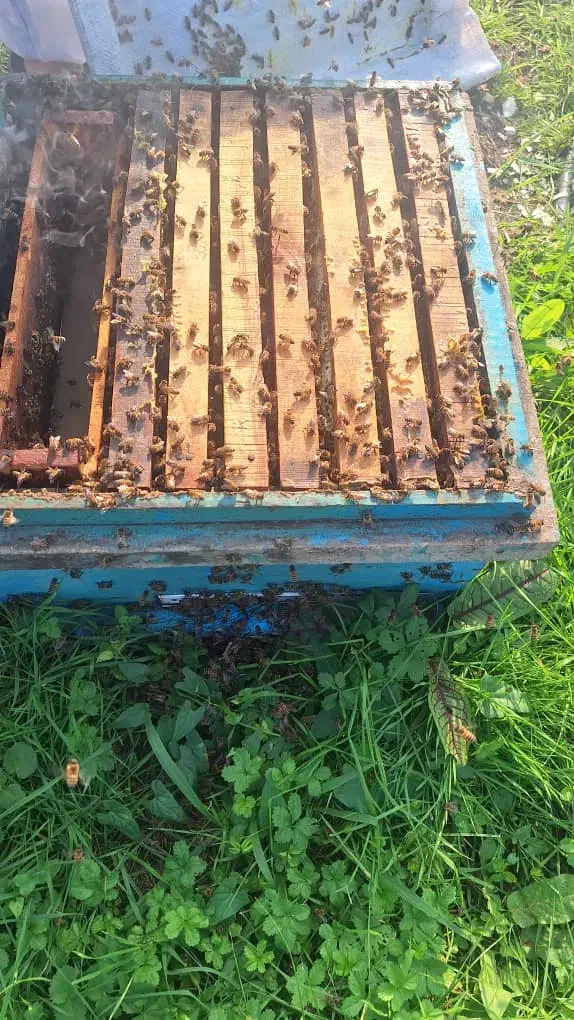 صد عدد زنبور|حیوانات مزرعه|چابکسر, |دیوار