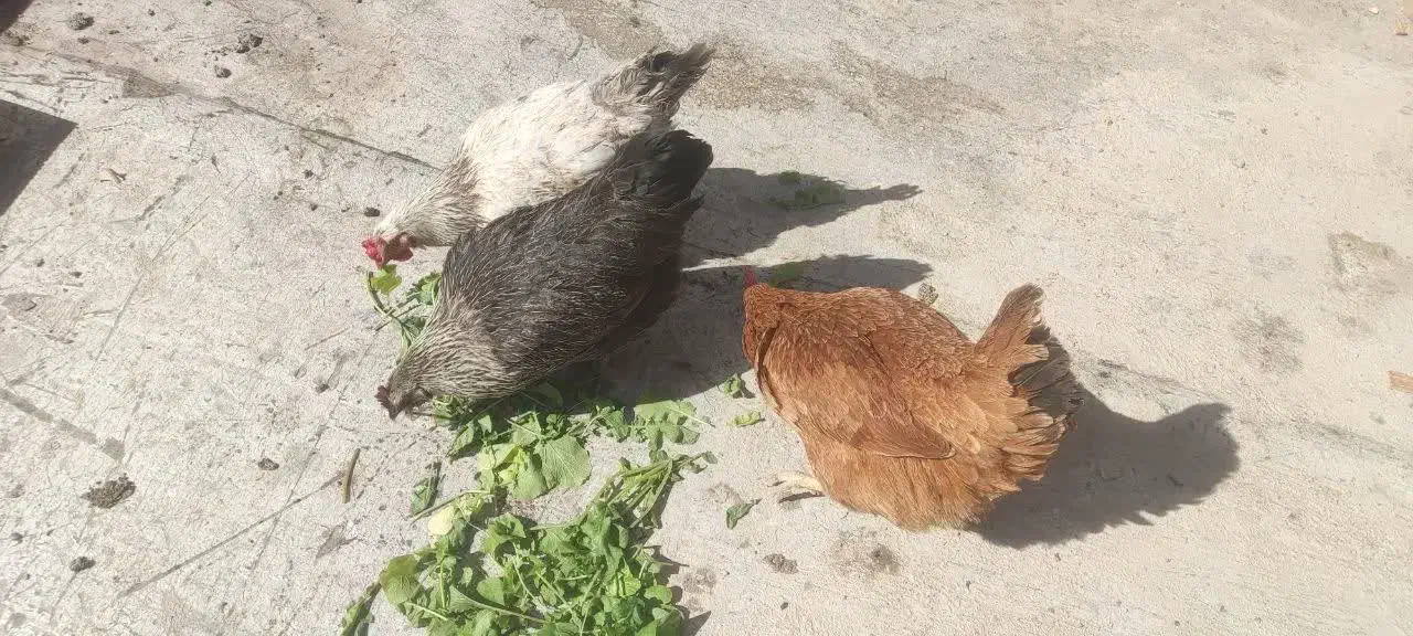 مرغ تخم گذار|حیوانات مزرعه|مشکین‌دشت, |دیوار