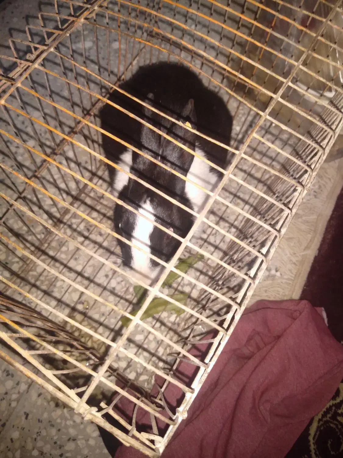 فروش خرگوش|موش و خرگوش|شیراز, فرودگاه شهید دستغیب شیراز|دیوار