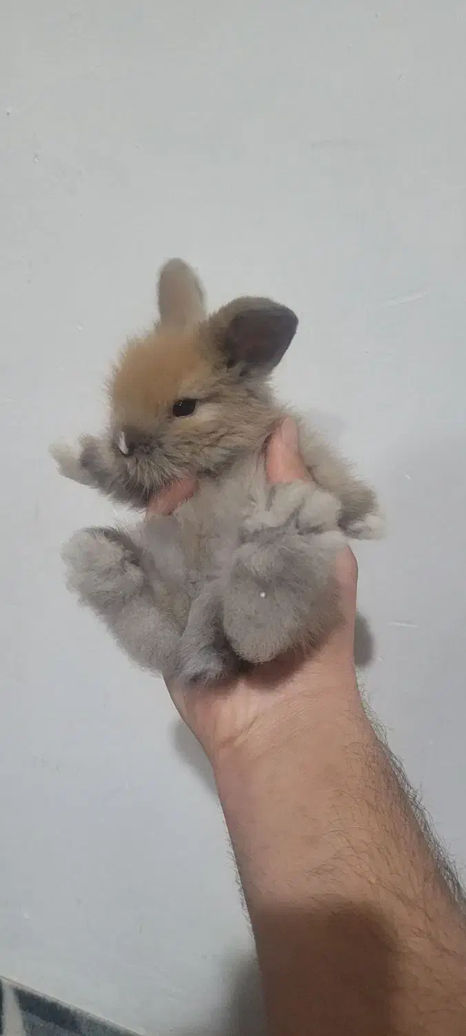 بچه خرگوش لوپ خفن|موش و خرگوش|قزوین, |دیوار