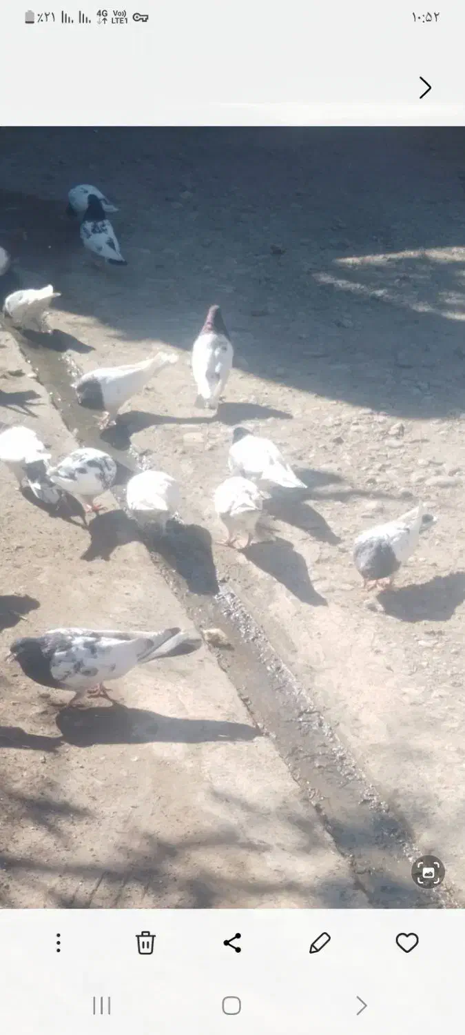 ۴۰عدد کبوتر کله ای|پرنده|باروق, |دیوار