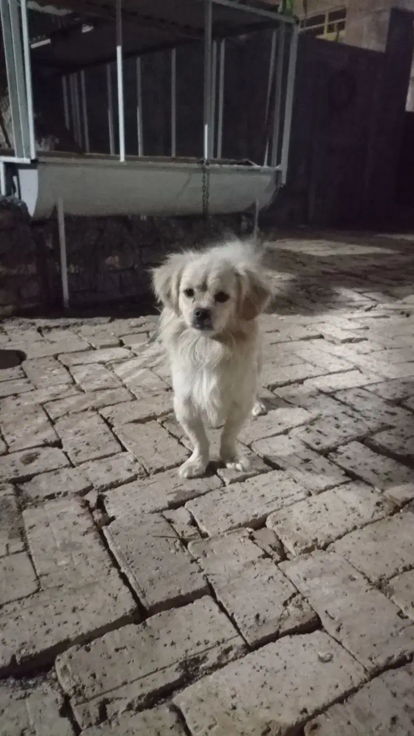 سگ پاکوتا|سگ|اراک, |دیوار