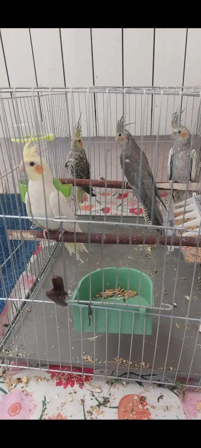 عروس هلندی جوجه 2 الی 3 ماهه دونخور|پرنده|اصفهان, پوریای ولی|دیوار