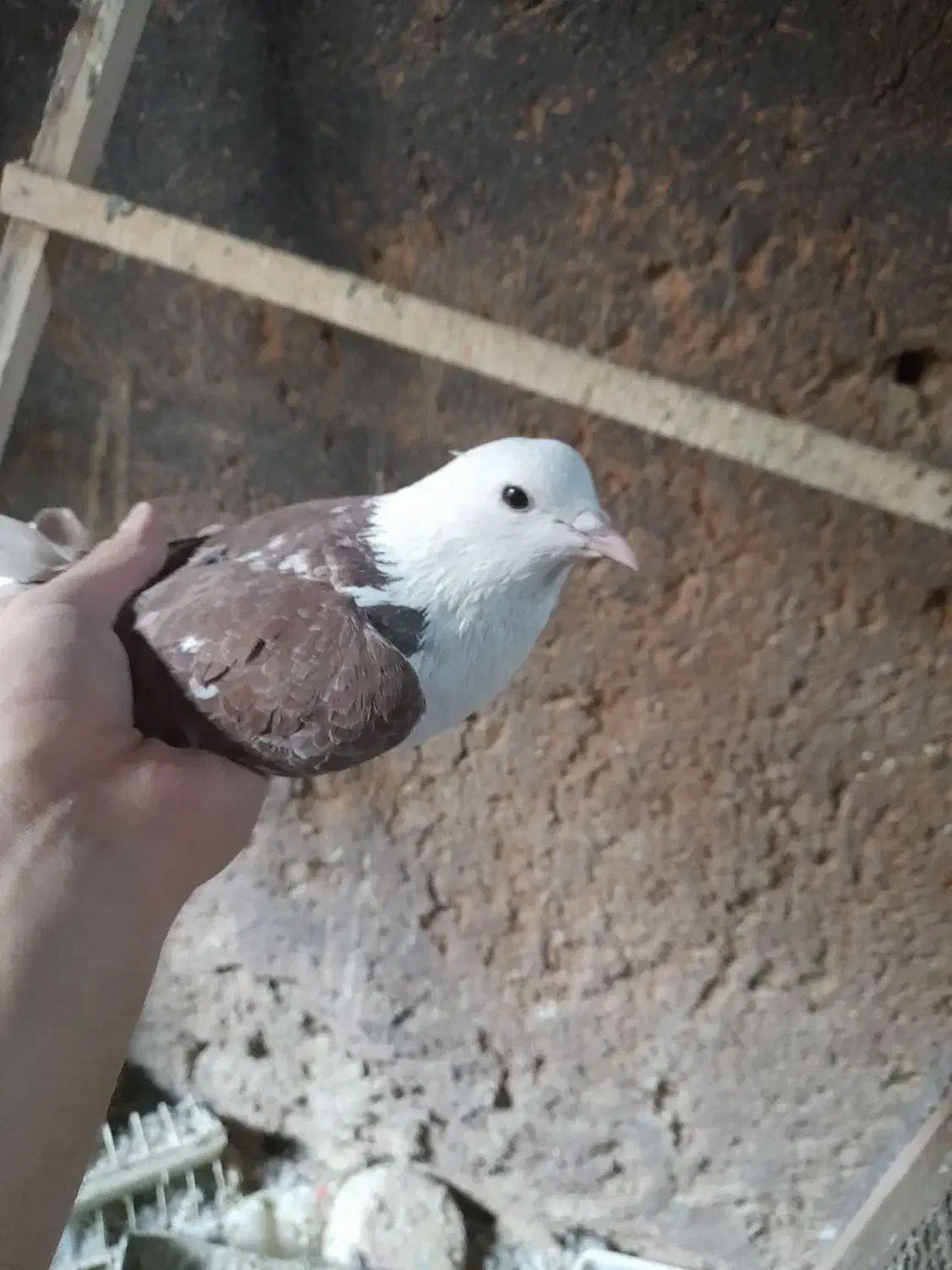 کفتر|پرنده|محلات, |دیوار