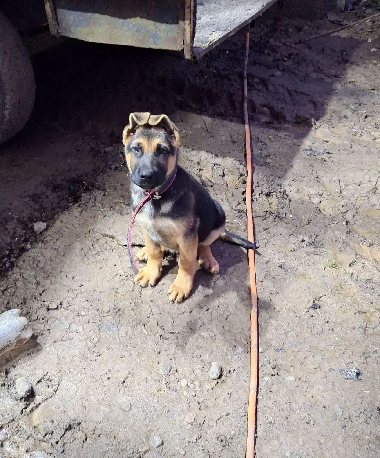 واگذاری سگ ژرمن|سگ|آستانه اشرفیه, |دیوار