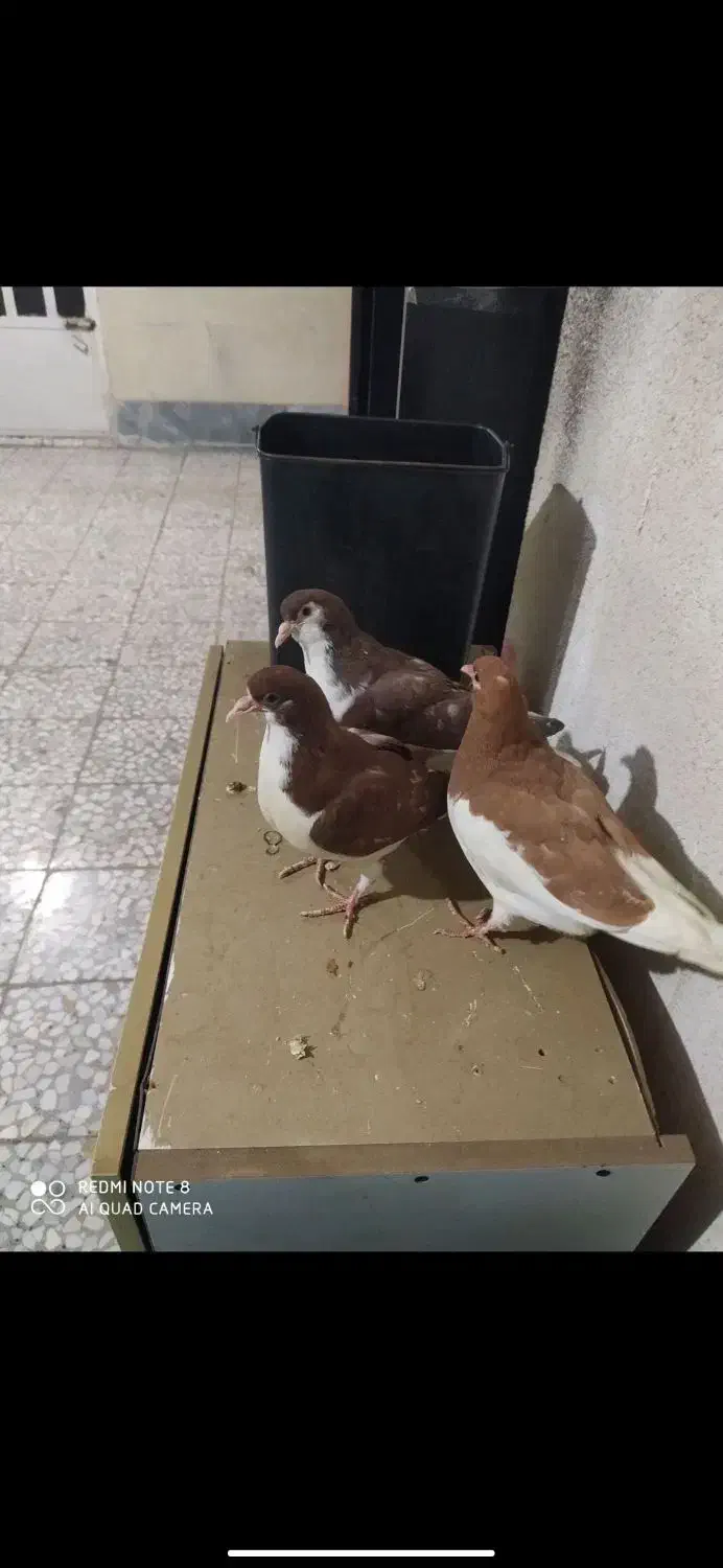 کفتر میزان|پرنده|قزوین, |دیوار