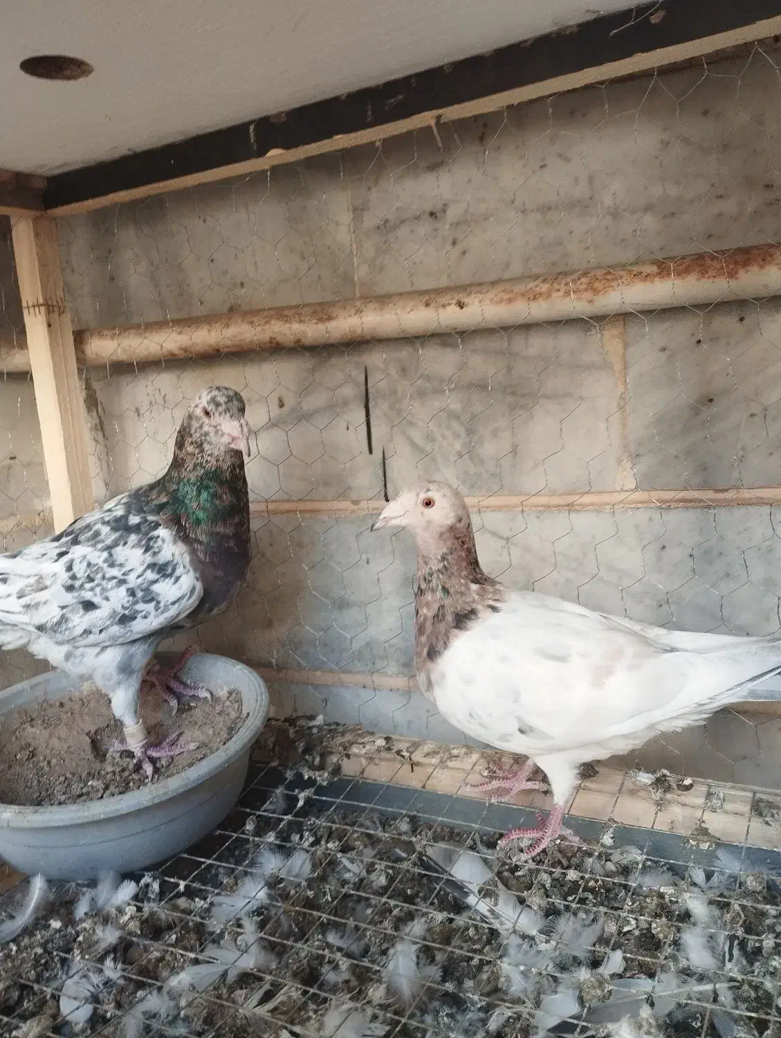 دو جفت هفت‌رنگ جوجه بده عالی|پرنده|تاکستان, |دیوار