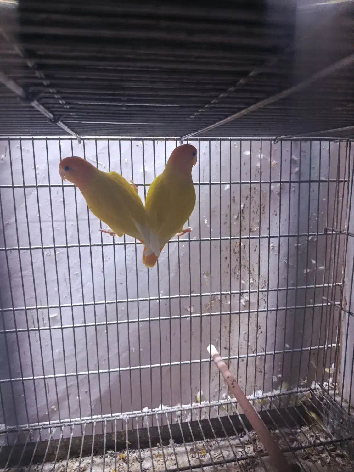 طوطی برزیلی اوپال سر نارنجی|پرنده|تهران, سلسبیل جنوبی|دیوار