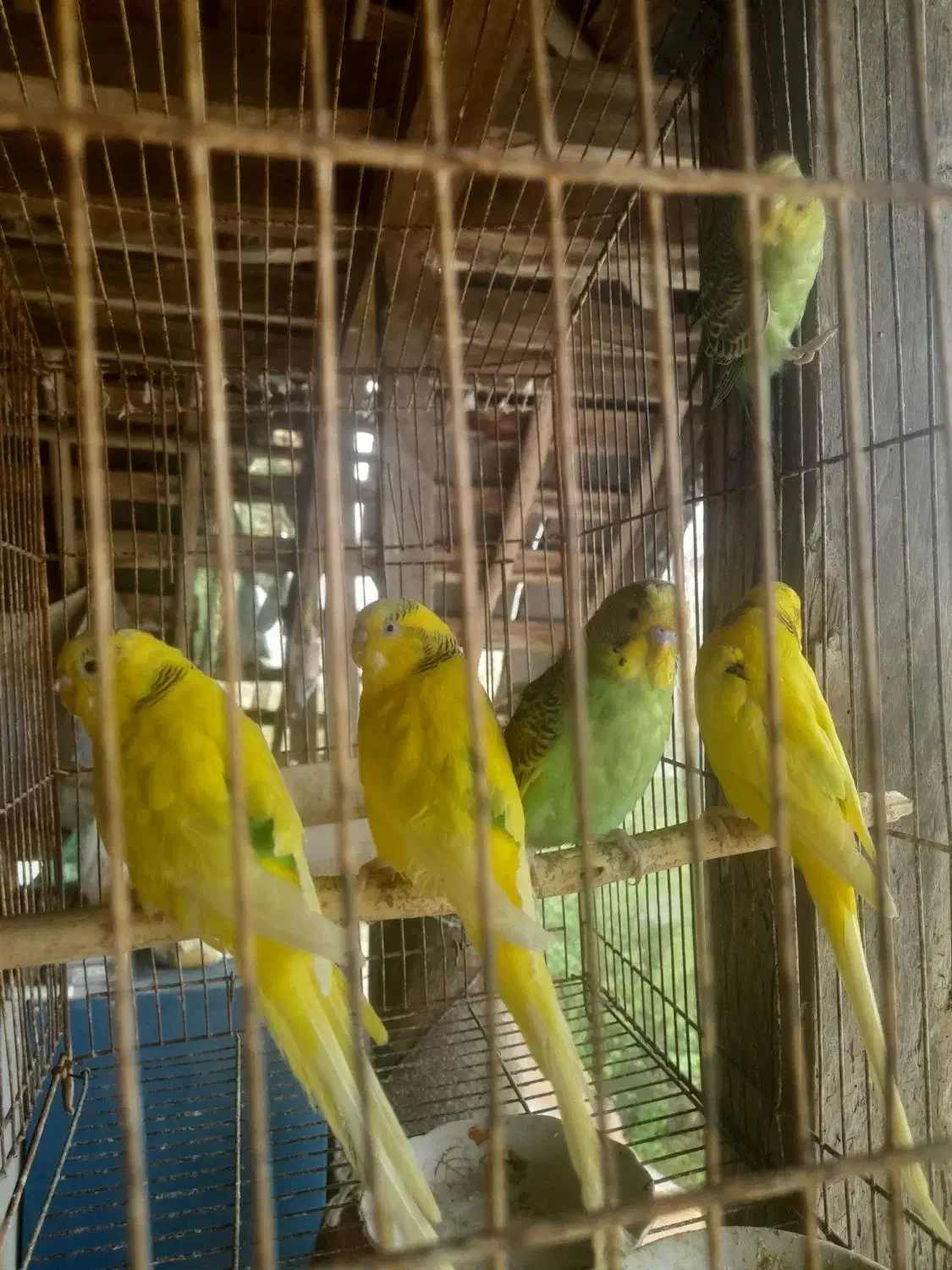 مرغ عشق جوان وبالغ|پرنده|آستانه اشرفیه, |دیوار