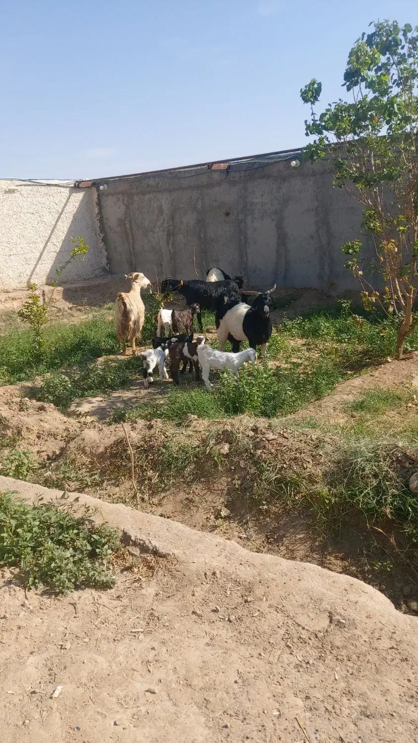 بز بزعاله دوقول جون شیرا|حیوانات مزرعه|بادرود, |دیوار