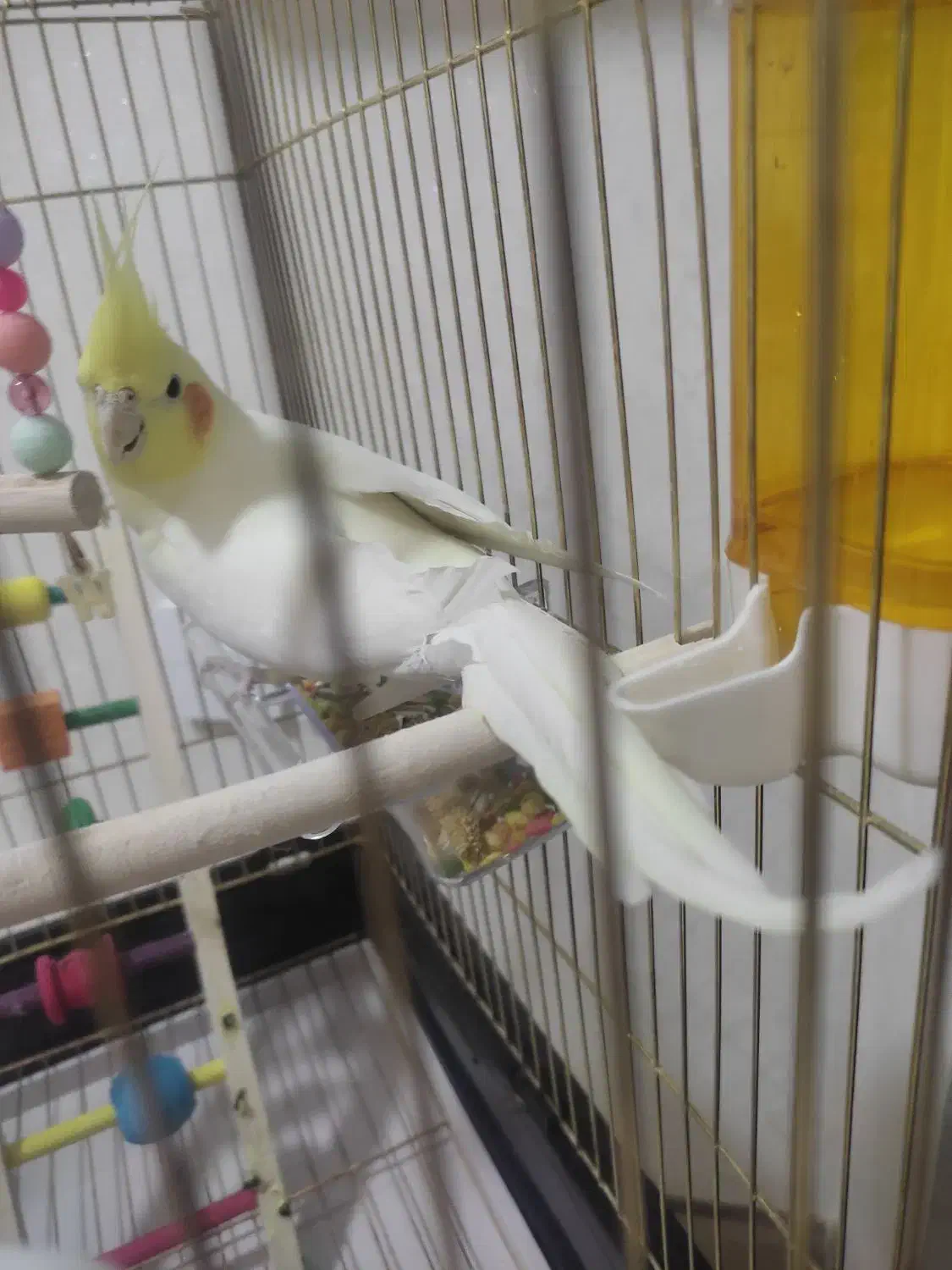 عروس هلندی|پرنده|مبارکه, |دیوار