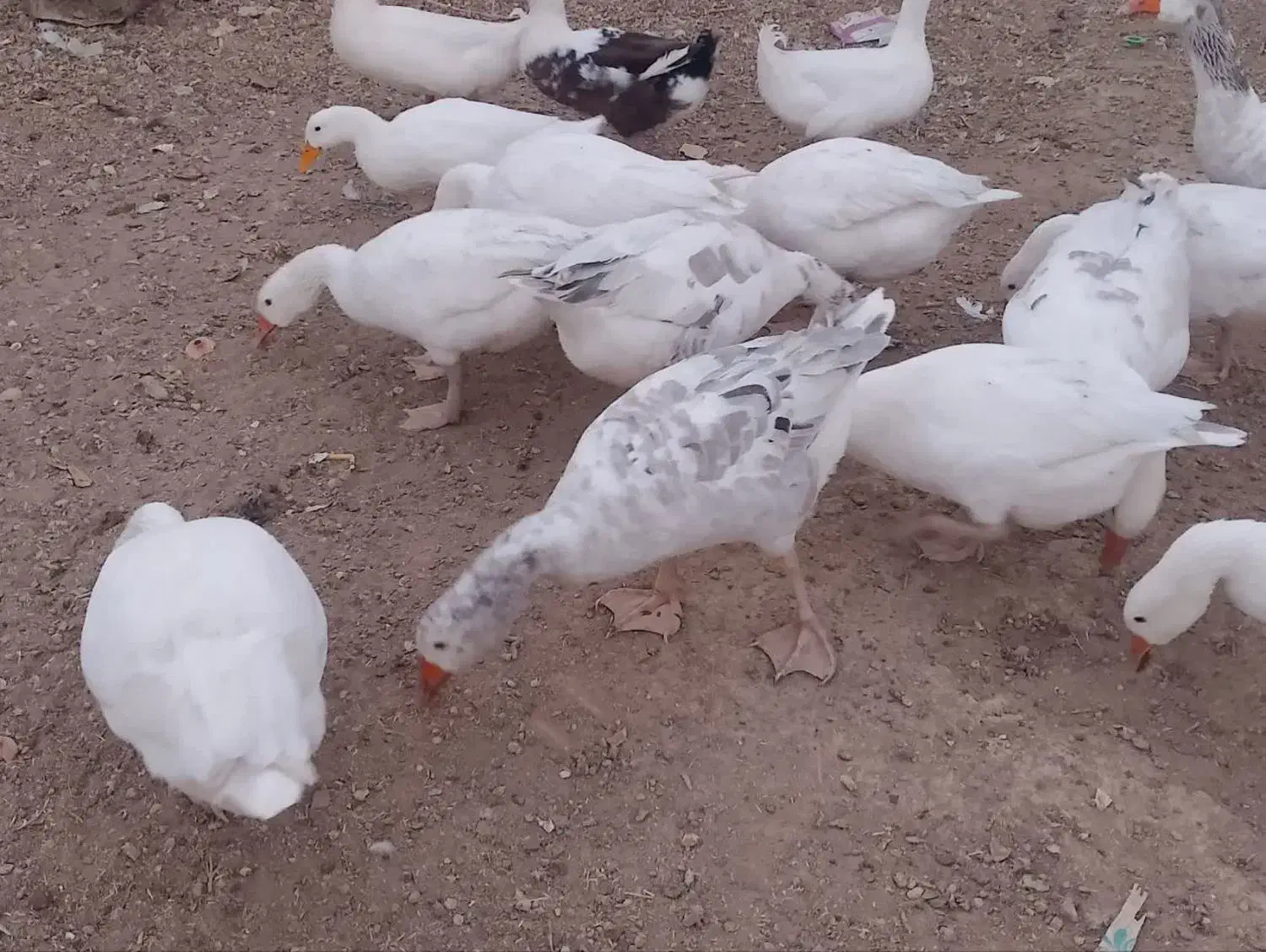 غاز و اردک|حیوانات مزرعه|ورزنه, |دیوار