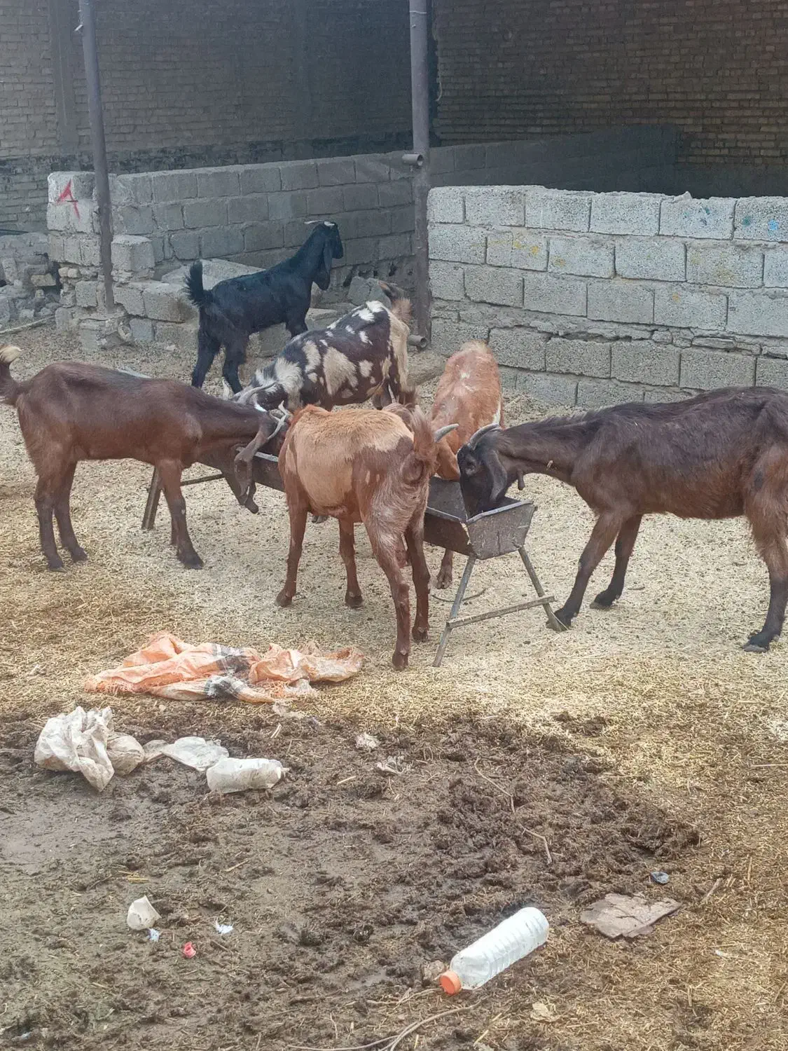 ۶عددبزابستن|حیوانات مزرعه|اهواز, عین ۲|دیوار