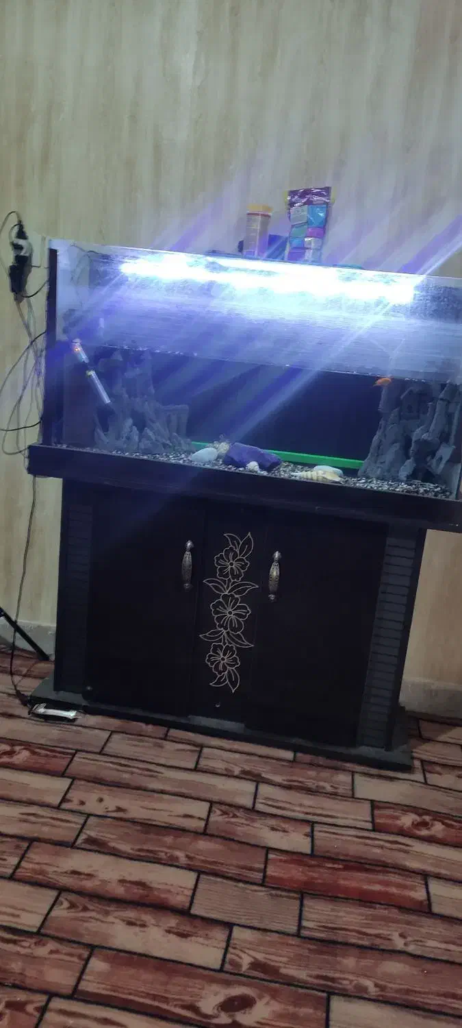 آکواریوم|ماهی|کرج, حسن آباد|دیوار