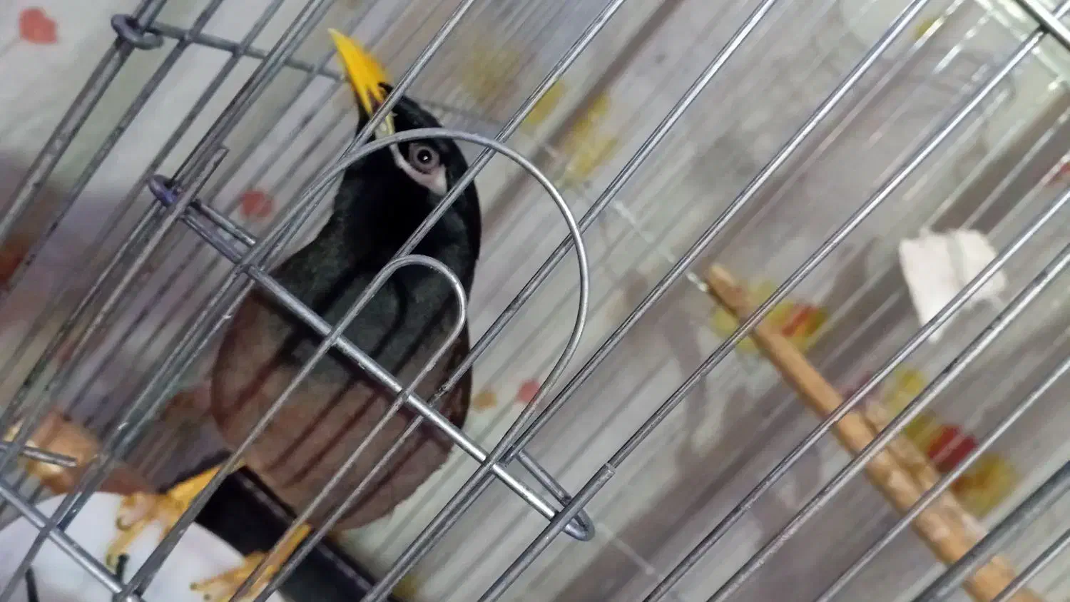 مرغ مینام رفته|حیوانات|ملارد, |دیوار