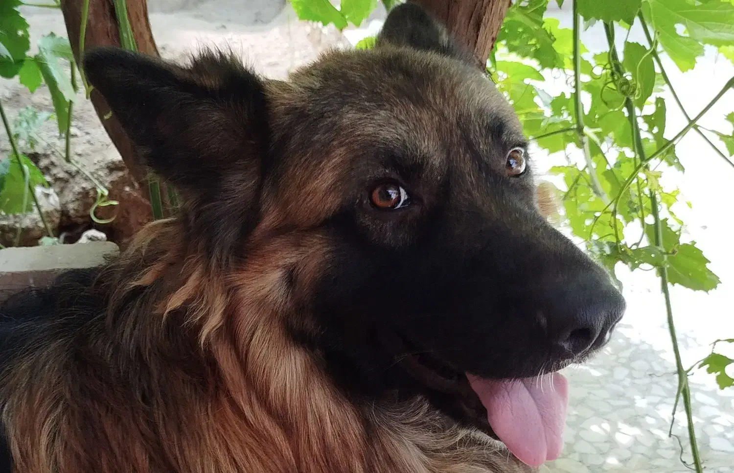 گم شدن سگ ژرمن نر|سگ|ری, علایین|دیوار